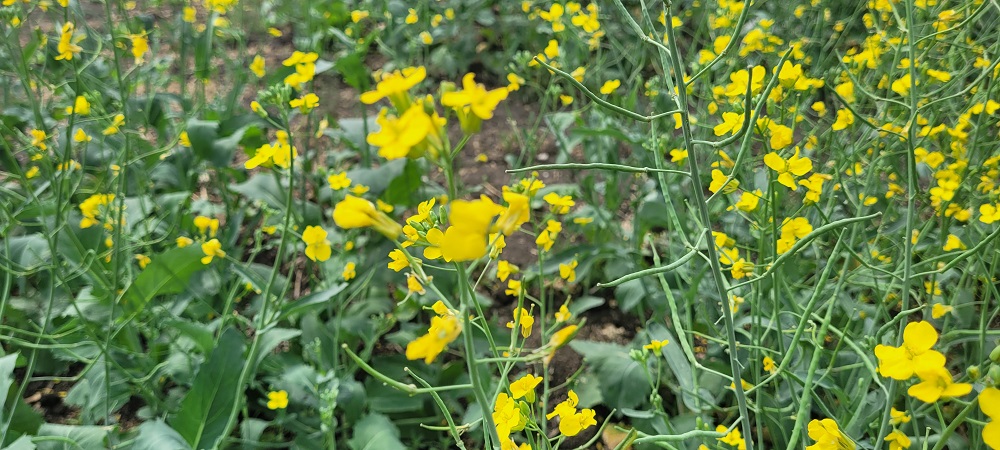 Canola groups waiting for additional details from China on anti-dumping, anti-discrimination probes into Canadian canola, tariffs on Chinese products