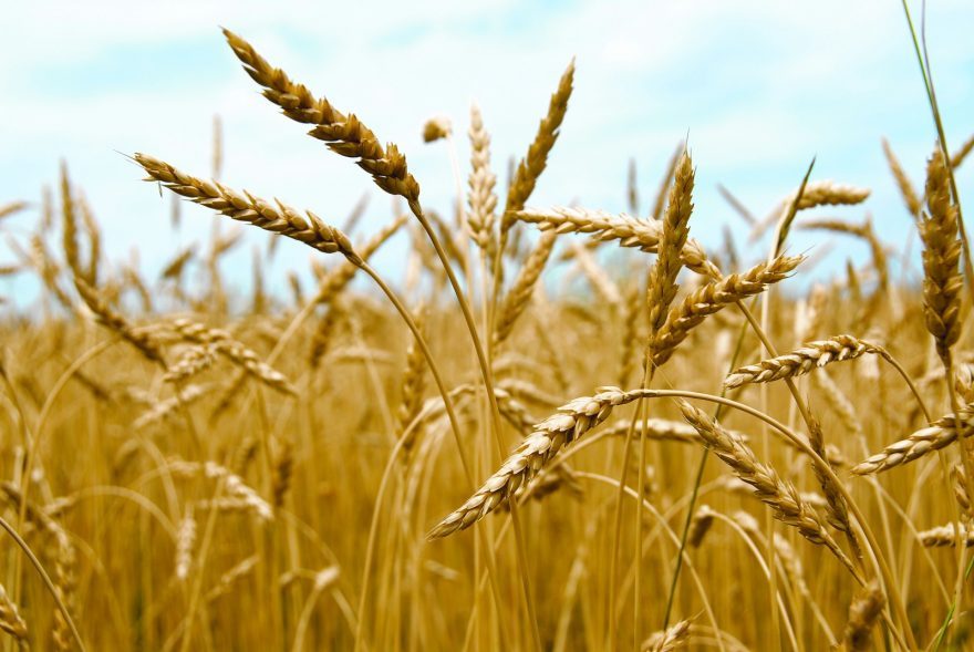 Varying conditions and yields of wheat around the world