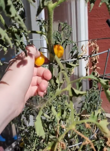 The Tale of My Five Yellow Cherry Tomatoes