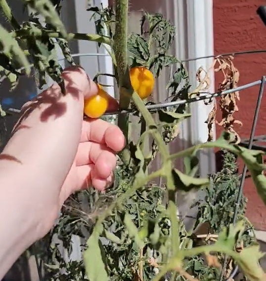 The Tale of My Five Yellow Cherry Tomatoes