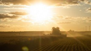 Manitoba Harvest Now 58% Complete:  Crop Report