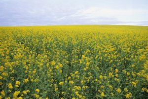 AAFC price projections not kind to chickpeas and mustard