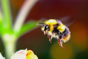 Have you ever seen a bee with a sunburned knee?