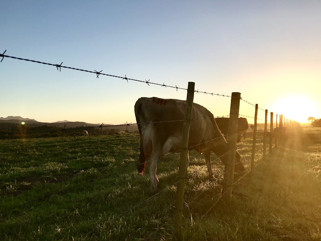 Cattle prices up, more marketed in latest Cattle Market Update