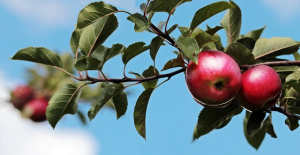 What to do with Crab Apples