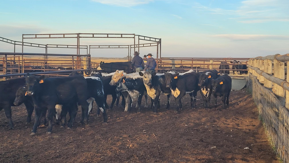 Cattle prices down to start October: Cattle Market Update