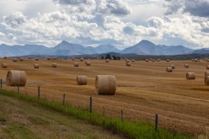 Ontario Abandons Proposal to Sever Farmland Lots in Response to Farmer Opposition