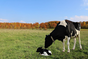 Japan To Resume Imports of Canadian Processed Beef