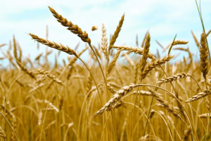 Wheat harvest progressing in U.S., rain helps corn and soybean conditions