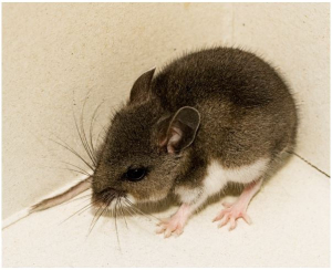 Annual reminder to be aware of hantavirus while spring cleaning