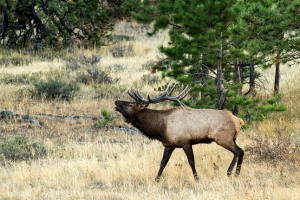 New Hunting Pilot to Support Saskatchewan Agriculture Producers