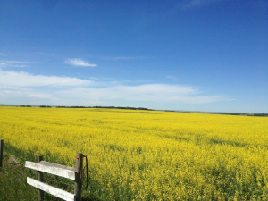 Canola Prices Remain Volatile