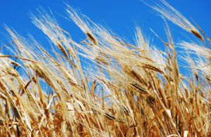 Grain Farmers Across Canada Call for Resolution as Railway Workers Vote to Strike