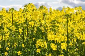 United Kingdom Reporting Good Rapeseed Crop