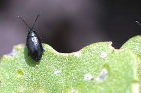 Manitoba Releases its Latest Crop Pest Update