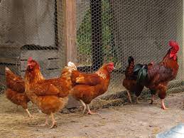 Poultry Producers Called on to Immunize Against Avian Flu