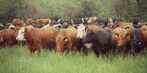 Feeder cattle prices were mixed last week