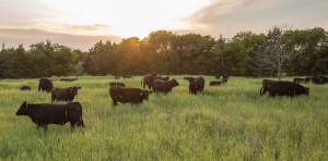 Alberta Grasslands to be Protected