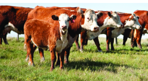 Peebles farm the Site of SenseHub Cow-Calf Field Day