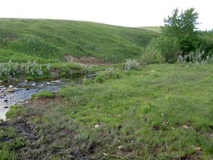 It’s Native Prairie Appreciation Week in Saskatchewan