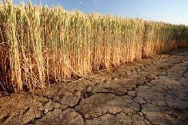 US Soybean Crop in Heat Stress