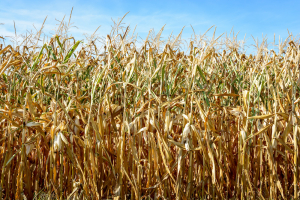 USA and Mexico Clash Over Corn