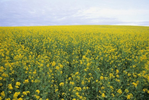 Statistics Canada released results of June 2023 field crops survey