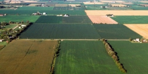 Rain Slows Down Crop Development in Manitoba