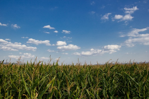 U.S. crop conditions down due to heat wave: USDA Crop Report