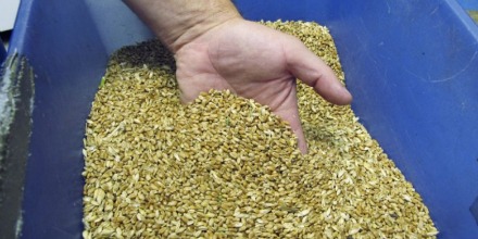 Wheat Growers’ Jim Smolik on CGC Grain Grading Guide Changes