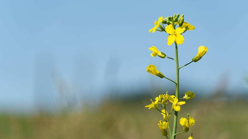 Crop Development Moved Quickly With Warm Weather, Widespread Rain