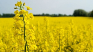 Canola crops looking good in the Parkland Region