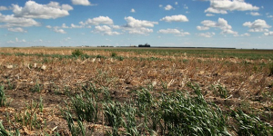 Hursh: Sask. Crop Insurance will be swamped with claims due to drought conditions