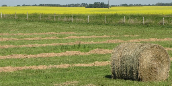 Esterhazy farmer says rain has been hit-and-miss