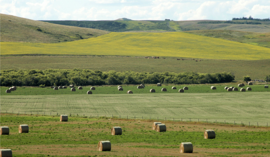 Sask. Crop Insurance allowing more acres of low yielding crops be redirected to feed