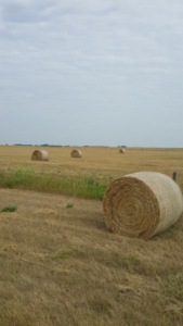 Crop Report: warm weather helps crop development and haying progress