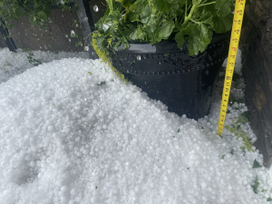 Swift Current area littered with hail, causes crop damage