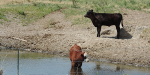 “We were heard”: townhall meetings in drought-stricken parts of Saskatchewan well-attended