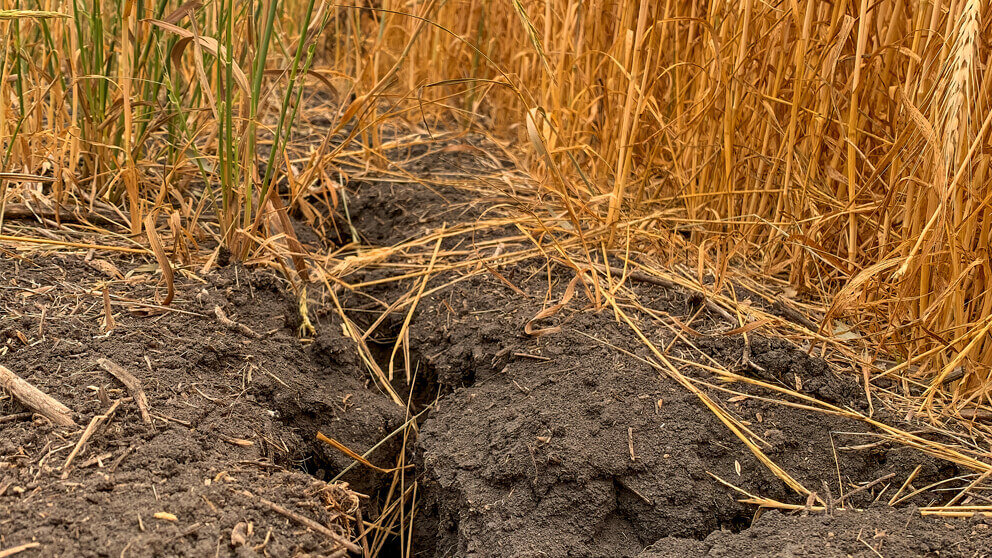 Drought in Saskatchewan: 39 R.M.s declare agricultural disasters, SARM working with other organizations for long-term solutions