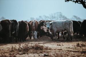 Federal Ag Critic on Drought in Western Canada, CFIA Animal Traceability Rules