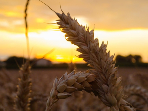 Quantity and Quality of Durum Wheat a concern