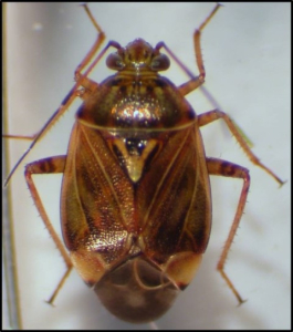 Lygus Bugs Damaging Manitoba Crops