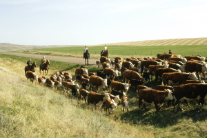Farm groups welcome provincial drought support for livestock producers
