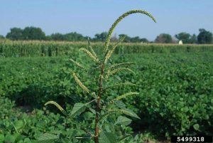 Palmer Amaranth Found in Ontario