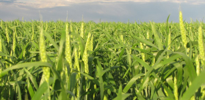 Seeded acreage in Saskatchewan mixed among different crops