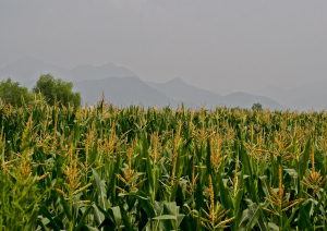 U.S. wins trade dispute with Mexico over Genetically Modified Corn