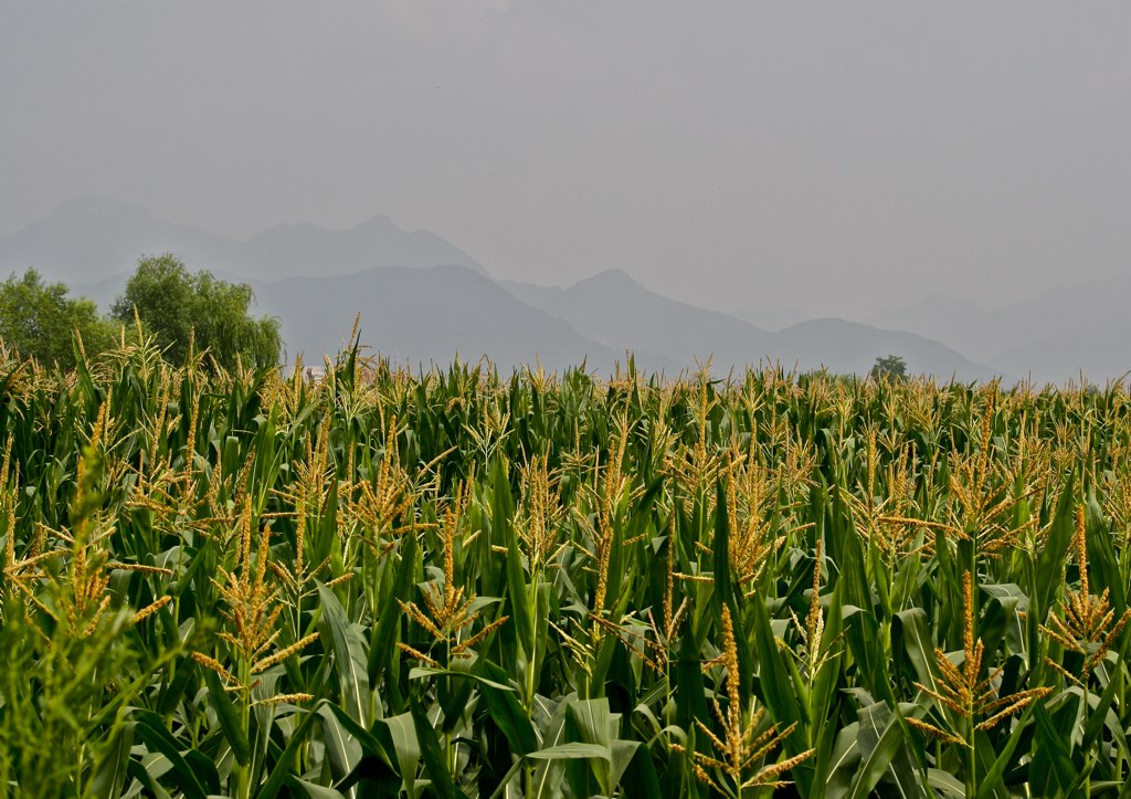 CAFTA’s Michael Harvey on Canada joining U.S. in opposition to Mexico’s biotech corn ban