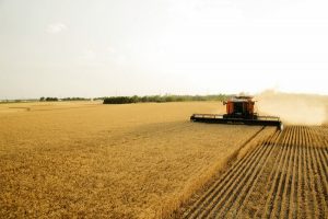 Saskatchewan Harvest Over 80% Complete:  Crop Report