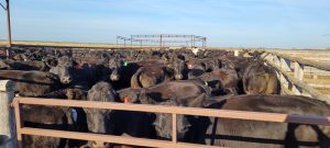 Feeder steer & heifer prices strengthened by less cattle marketed, lower cost of feed