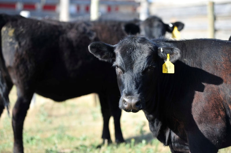 CEO of Canadian Western Agribition Shaun Kindopp on addition to this year’s show